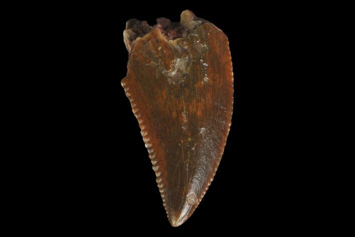 Serrated, Raptor Tooth - Real Dinosaur Tooth #176207